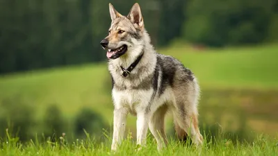 Чехословацкая волчья собака - описание породы собак: характер, особенности  поведения, размер, отзывы и фото - Питомцы Mail.ru
