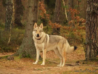 Продаются щенки породы чешский волчак! - Продам без родословной в Муроме  28953380