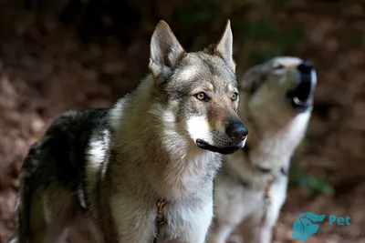 VERON Z MOLU ES » База собак Чехословацкая волчья собака;