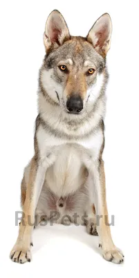 Чехословацкая волчья собака 🐶 — описание, фото, история и все о породе  чехословацкий влчак на Pet Guide🐾