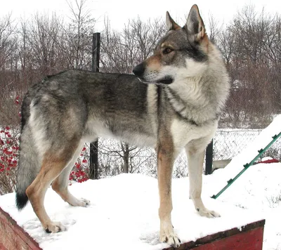 Чешская волчья собака (73 фото) - картинки sobakovod.club
