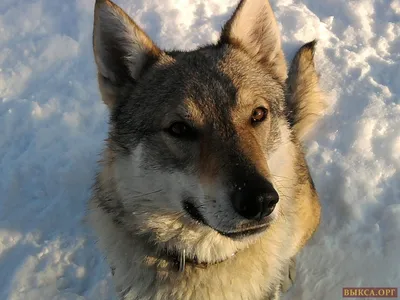 Чешский волчак :: Марта Май – Социальная сеть ФотоКто