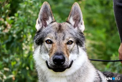 FORMULA - 🐺Роль волка Альфы сыграл чешский волчак Чак. Эта порода собак,  возникла в результате скрещивания волка и овчарки и является национальным  достоянием Чехословакии. Для съемок фильма «Альфа» дрессировщик ленты, Марк  Форбс,