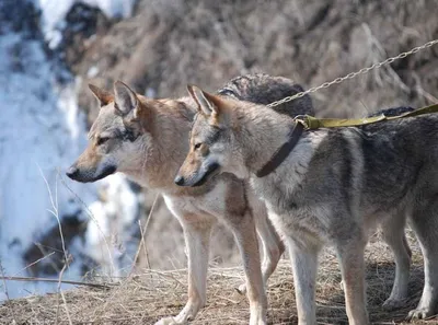 Чешские волчаки в Казахстане | VETKIN Ветеринарно-кинологическая служба