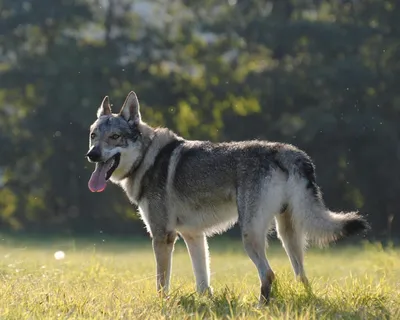 Думали — волк, оказался чехословацкий влчак | Животные | Дзен