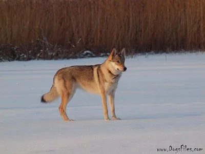Чешский волчак щенок (63 фото) - картинки sobakovod.club