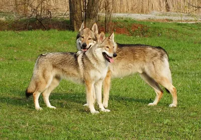 SOBAKI.PRO | Породы собак | Чехословацкий волчак | Фото 6386