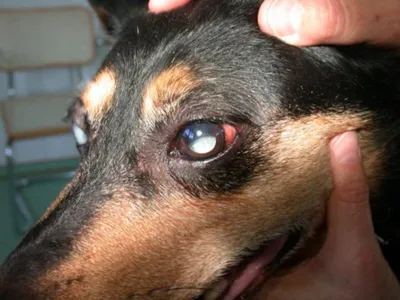 Демодекоз у собак: симптомы подкожного клеща, лечение, фото