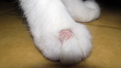 Атопический дерматит у кошек – причины, лечение, препараты