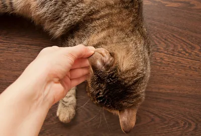Наша подписчица попросила помощи в лечении бездомного кота! У него была  чесотка, поставили на улице укол от чесотки. Но препарат дал… | Instagram