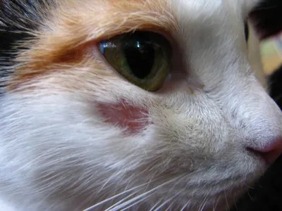 Ушной клещ у кошек: симптомы и лечение отодектоза | Блог зоомагазина  Zootovary.com