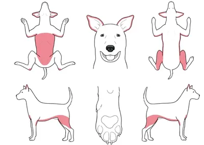 Саркоптоз или зудневая чесотка у собак · ВК «КРУГ»