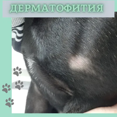 Клинический случай демодекоза у собаки