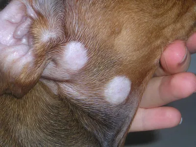 Симптомы и фото себорейного дерматита у собак: как его определить