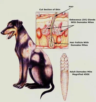 Подкожные клещи у собак (демодекоз): симптомы и лечение - УниВет