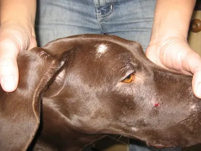 Саркоптоз у собак: симптомы и лечение - ветеринарный центр Прайд, Спб