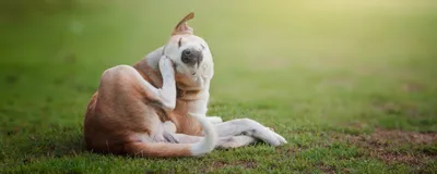 Ушной клещ у собаки (отодектоз): эффективное лечение - УниВет