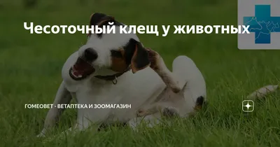 Собаку укусил клещ - что делать и как помочь питомцу - ProPlan.ru