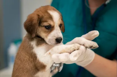 Средства обработки собак от клещей — Ветеринарный центр доктора Новичихиной  А.В. в Череповце