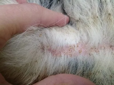 Чесоточный клещ у собак: фото, симптомы и лечение