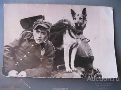 Весёлые картинки Warspot: четыре танкиста и собака на бумаге | Warspot.ru