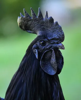 Фото Чёрная курица в формате jpg, скачать бесплатно