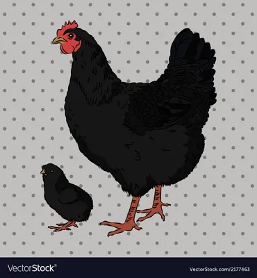 Чёрная курица: новое изображение в хорошем качестве