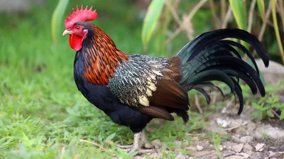 Фото Чёрная курица: cказочное существо во всей красе