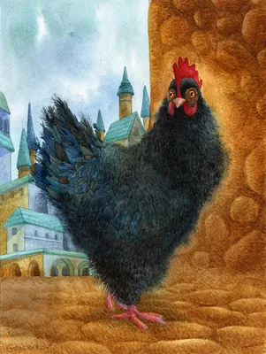 Удивительные фото Чёрной курицы в png формате