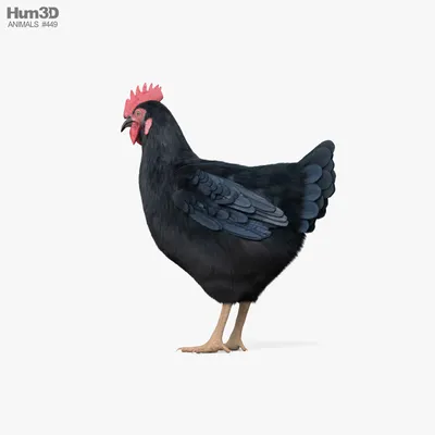 Чёрная курица: уникальные снимки, которые исчезают во сне