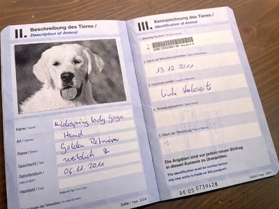 У собак, стерилизованных в приюте для животных в Бельцах, будет особый чип