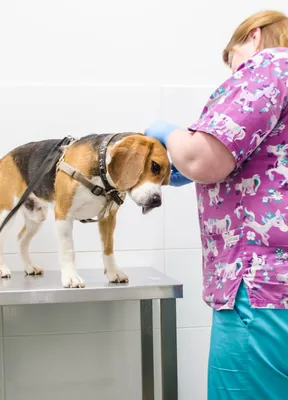 Как собаки переносят процедуру чипирования | Ветеринария и жизнь
