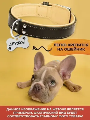 Чипирование собак, кошек в Минске | Чипирование животных