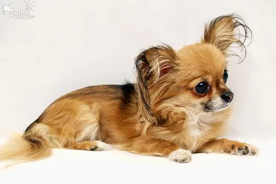 О стандартах Чихуахуа. Статьи Mini-Dogs о декоративной породе собак  Чихуахуа.