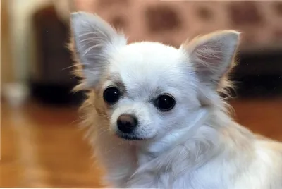 Чихуахуа: маленькая собака с большим сердцем | Пушистый мир: канал о разных  породах кошек и собак | Дзен