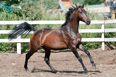 Арабская чистокровная порода лошадей