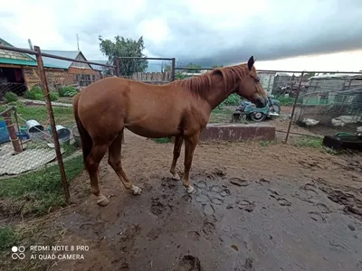 Чистокровная арабская лошадь /Конная выставка #ИППОсфера 2019 Лошади  арабской породы Arabian horse - YouTube