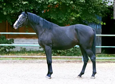 Schleich 13855 Английская чистокровная верховая лошадь English Thoroughbred  (ID#1548043750), цена: 499 ₴, купить на Prom.ua