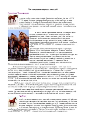 Английская чистокровная лошадь 42360 с доставкой в Москве в  интернет-магазине «Наследникъ Выжанова»