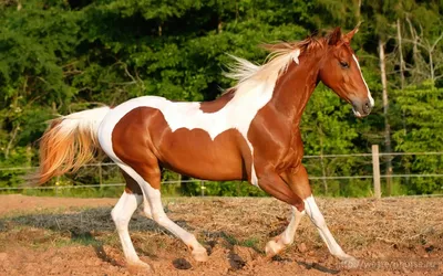 Чистокровные породы лошадей реферат по биологии | Сочинения Биология |  Docsity