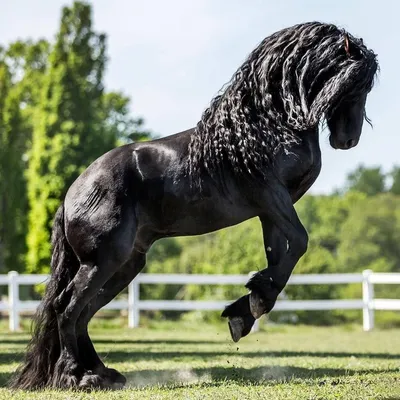 Чистокровные лошади: подборка самых ценных и грациозных лошадей в мире |  Максимальный зум | Дзен