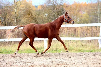 Английский чистокровные лошади распродажа!: 1 000 $ - Сельхоз животные  Кропивницкий на Olx