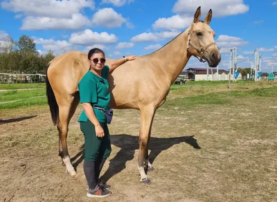 Выявлены и изъяты породистые лошади Камчы Кольбаева. Общая стоимость более  500 тыс. долларов США – K-News