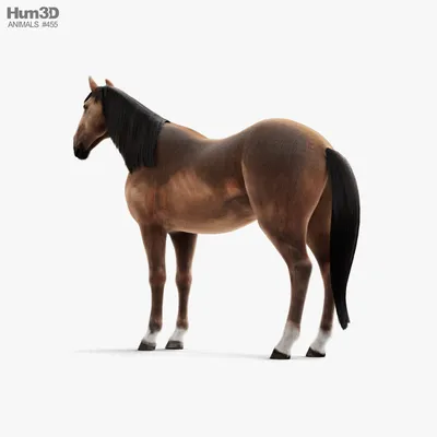 Удивительная природа - Арабская чистокровная порода, самая древняя и самая  чистая, считается одной из самых красивых пород лошадей на свете...💞 |  Facebook