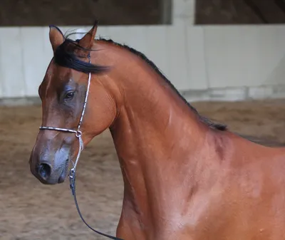 ГКНБ выявил чистокровных лошадей Камчы Кольбаева на 80 млн сомов. Теперь их  продадут на аукционе. Список – Сводка АКИpress