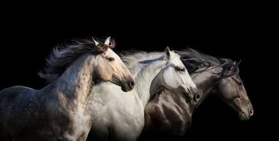 Чистокровная верховая порода лошадей. Фото, описание, история породы,  интересные факты. | Счастливые Лошади