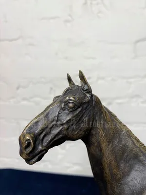 Красивый Чистокровный Портрет Лошади — стоковые фотографии и другие  картинки Конный кросс - Конный кросс, Лошадь, Breeders Cup - iStock
