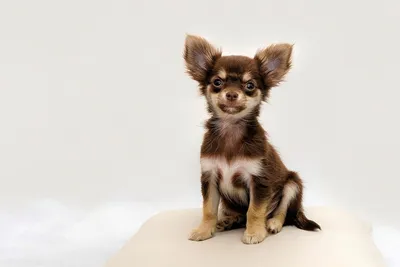 Чихуахуа собака: фото, описание породы, характера, ухода