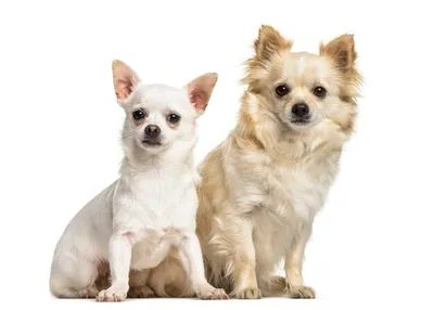 Супер щенки чихуахуа: 500 € - Собаки Одеса на Olx