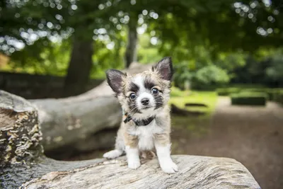 Чихуахуа ростом 9,14 сантиметра признали самой маленькой собакой в мире
